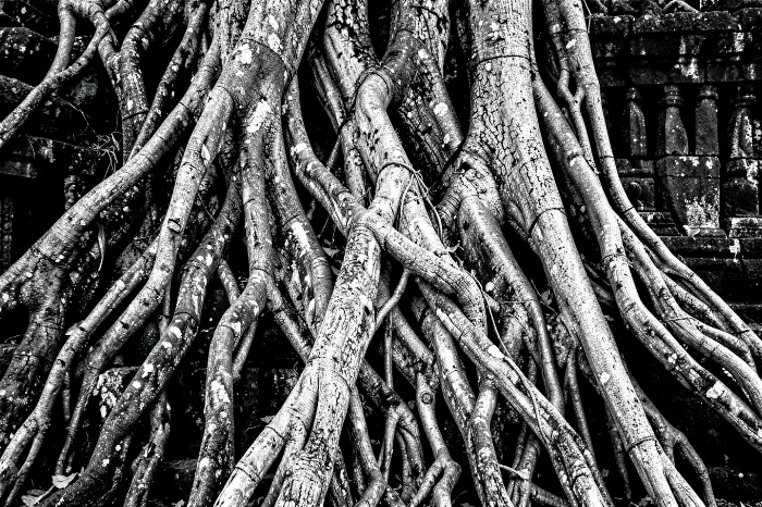 Ta Prohm Roots