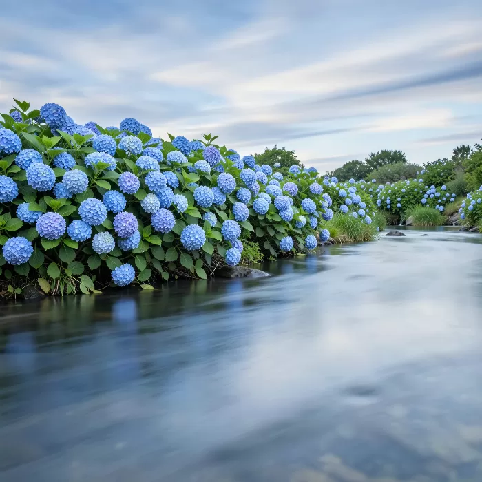Pond Hydrangeas