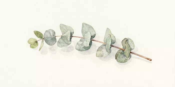 Pale Eucalyptus