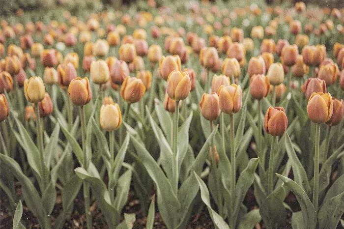 Olive Tulips