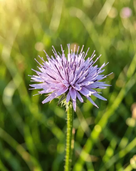 Dewlit Florets