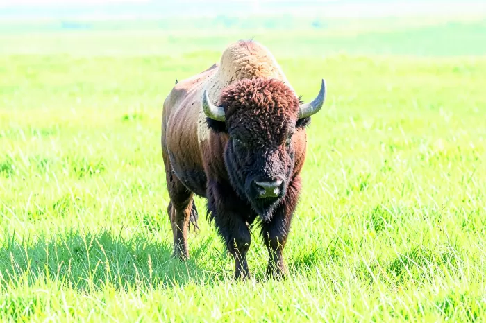 Green Pasture
