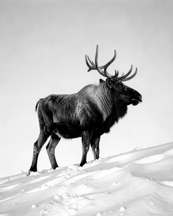 Ridge Stag