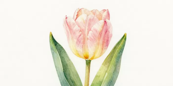 Tulip Bloom