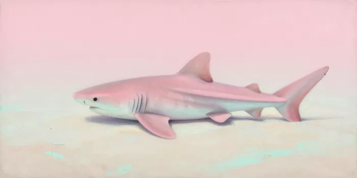 Blush Shark