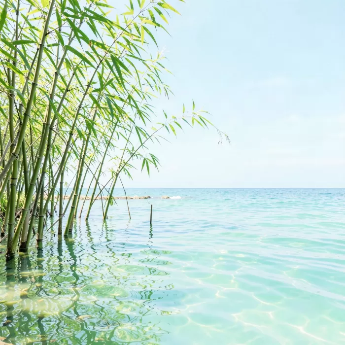 Bamboo Pool