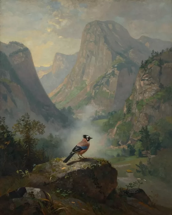Mountain Jay