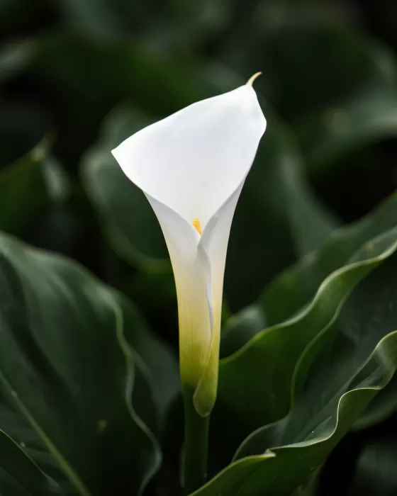 Calla Lily