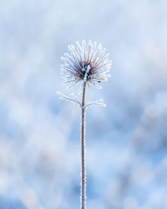 Frost Seed