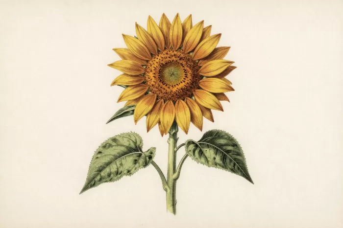 Botanical Sunflower