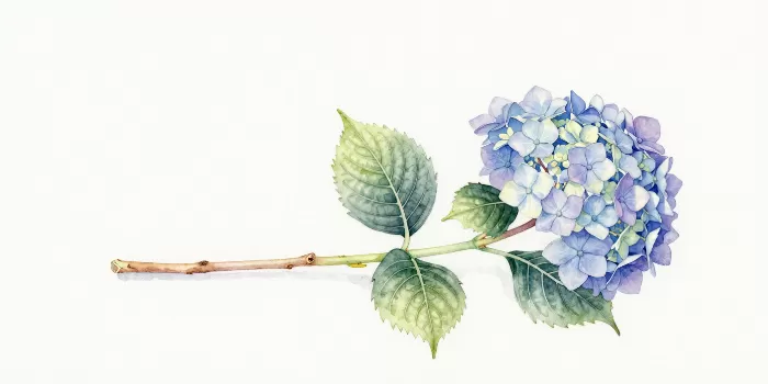 Panoramic Hydrangea