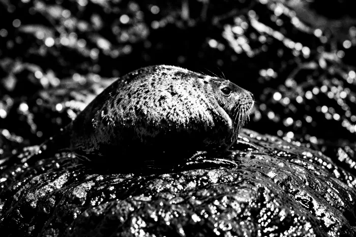 Wet Rock