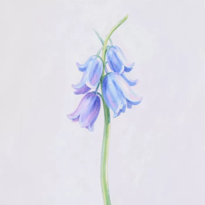 Bluebell Haze