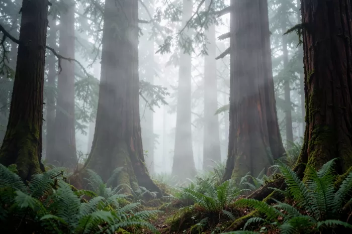 Foggy Redwoods