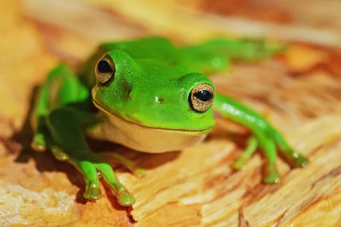 green frog