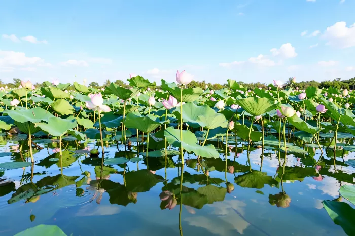 Lotus Light