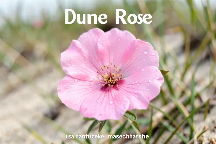 Dune Rose