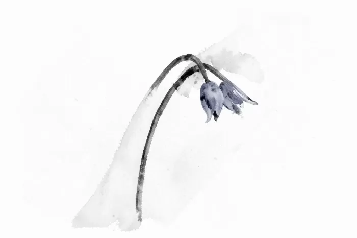 Bluebell Bow