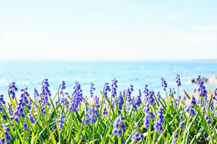 Bluebell Shore
