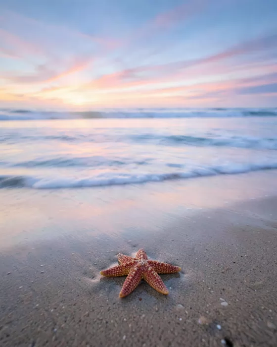Starfish Dawn