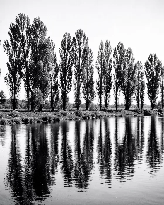 Poplar Reflections