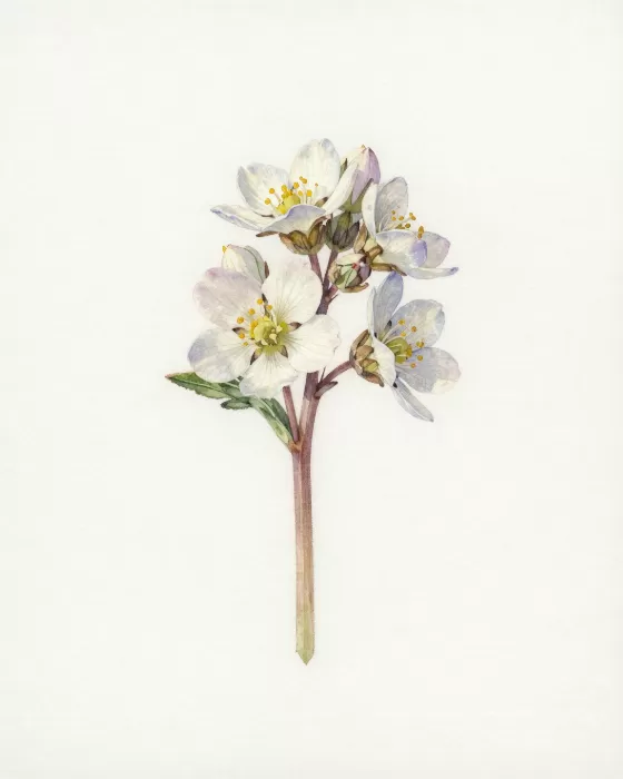 Norwegian Wildflower