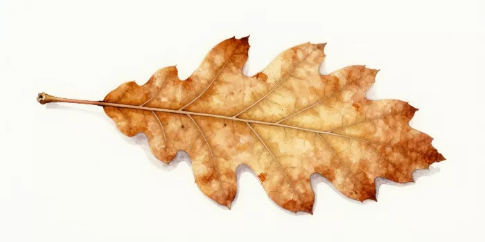Autumn Leaf