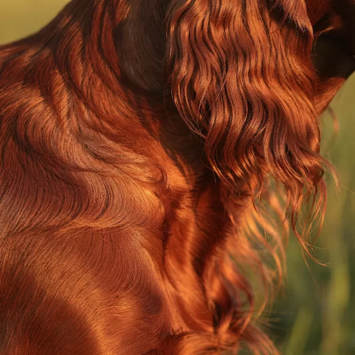 Copper Coat