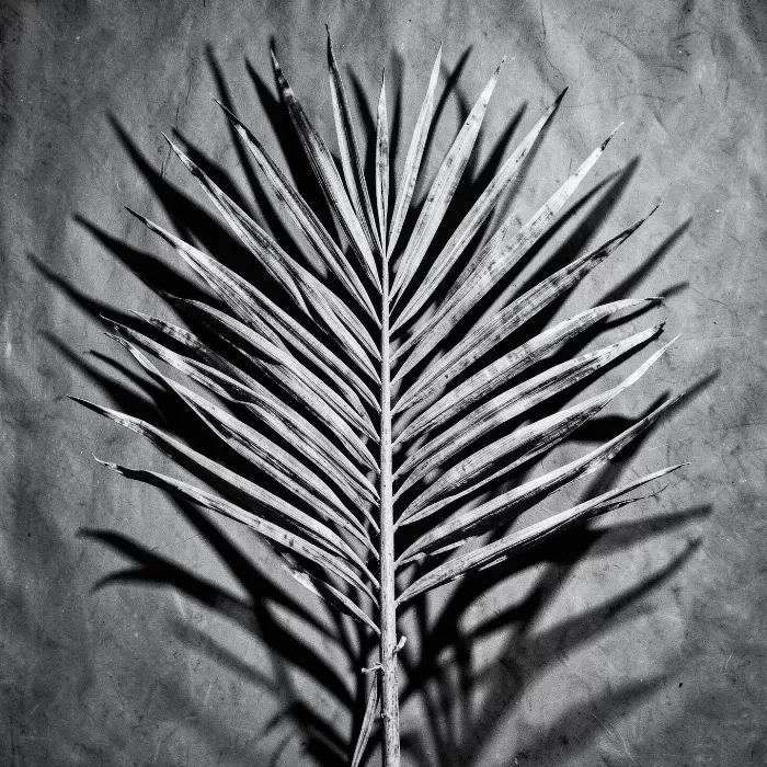Frond Shadow
