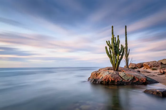 Still Oasis