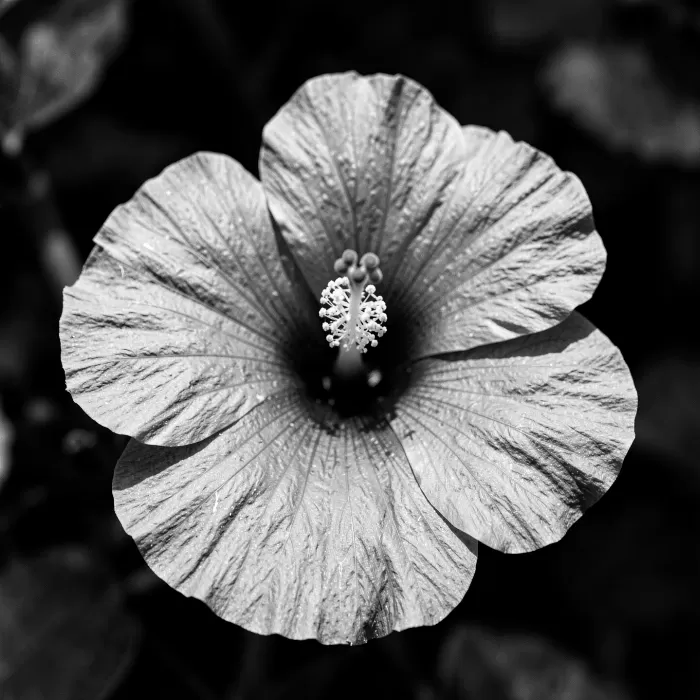 Hibiscus Noir
