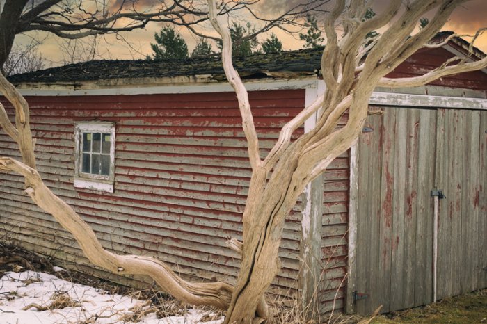 This Old Tree - Newfoundland art print