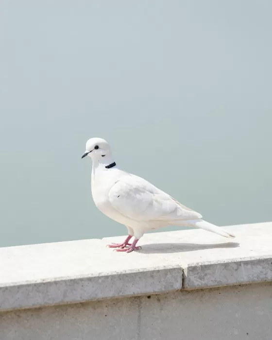 Dove Light