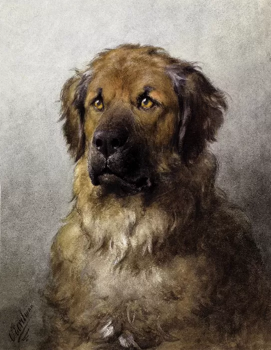 Head of a Leonberger