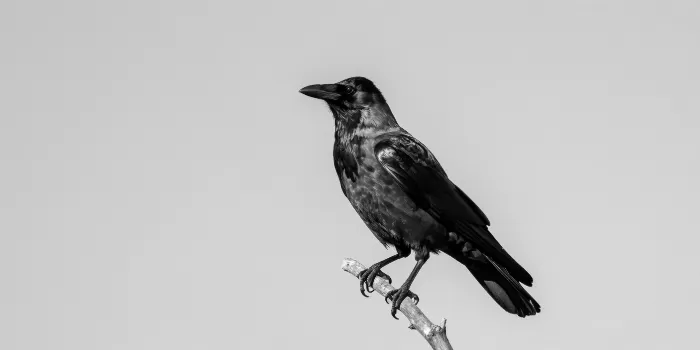 Corvid Solitude