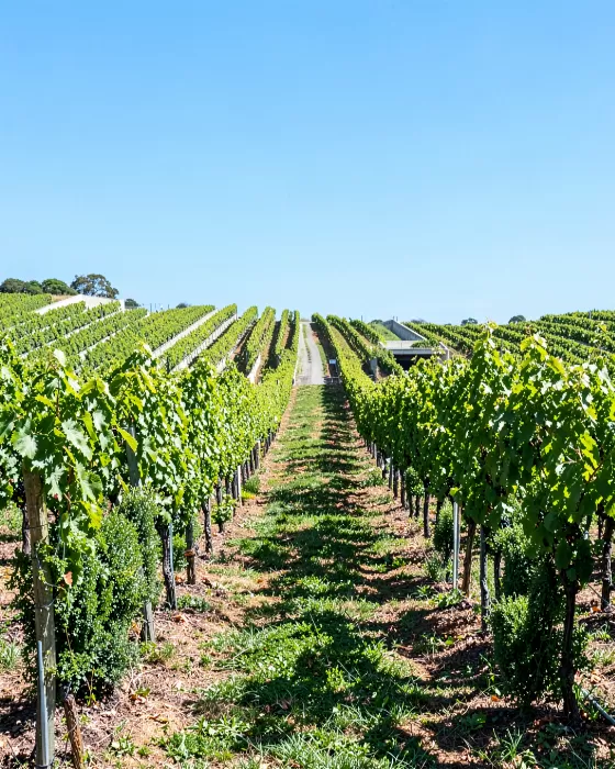 Wineland Rows
