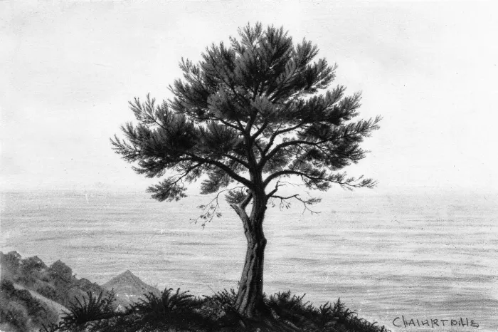 Amalfi Pine