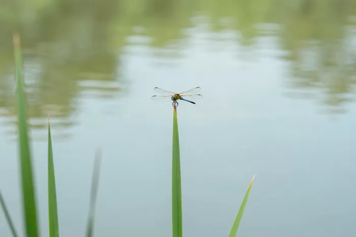 Dragonfly Drift II