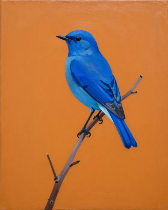 Bluebird Bold