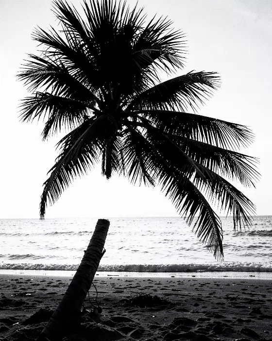 Dawn Palm