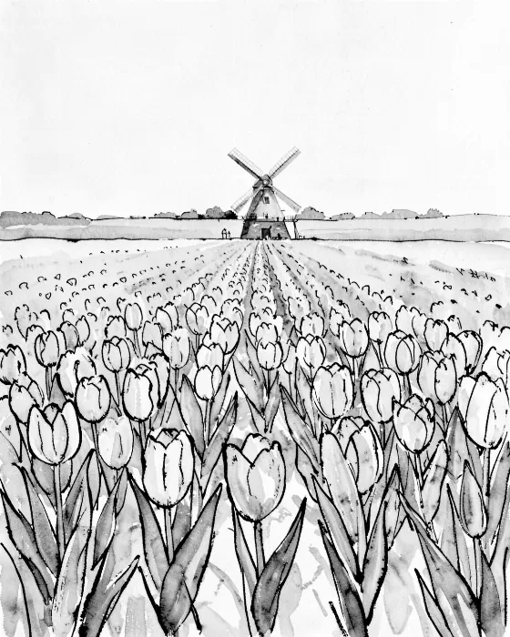 Holland Tulips