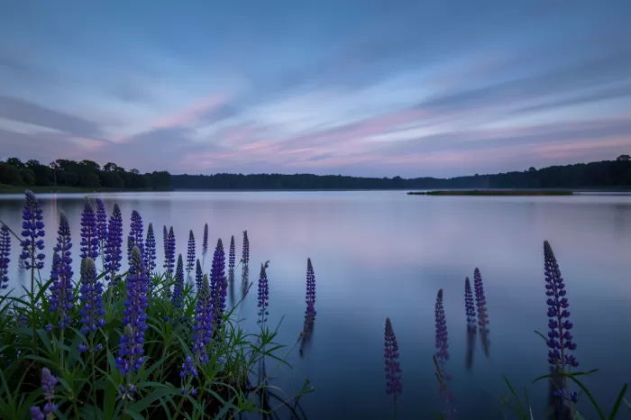 Twilight Lupines