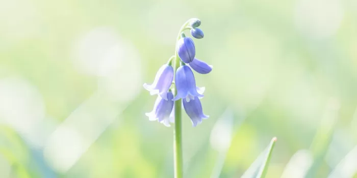 Morning Bluebell