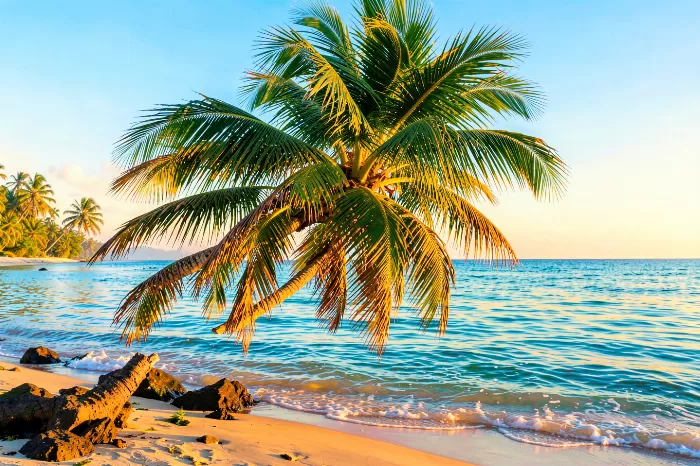 Tropical Stillness