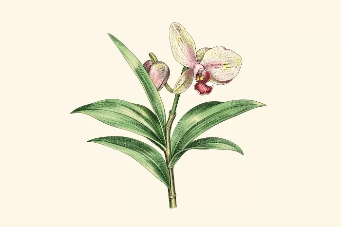 Singapore Orchid