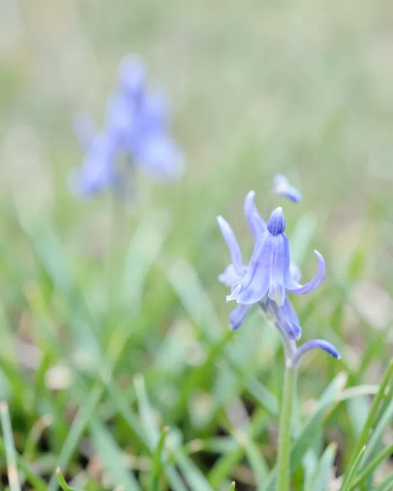 Violet Clump