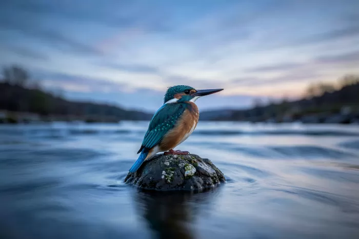 Kingfisher Light