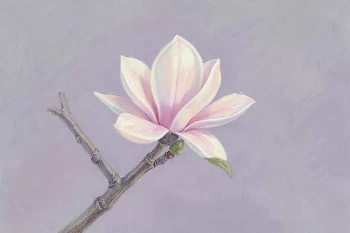 Blush Magnolia II
