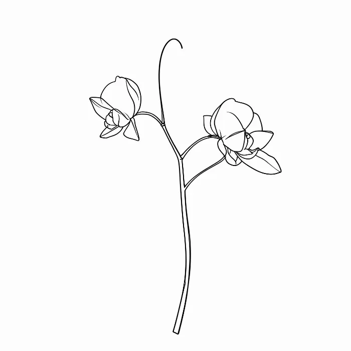 Orchid Stem