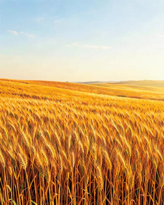 Barley Gold